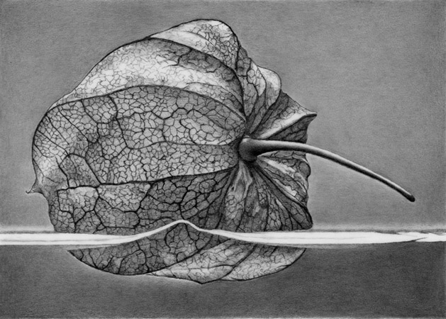 Study for Chinese Lantern Floating on Water