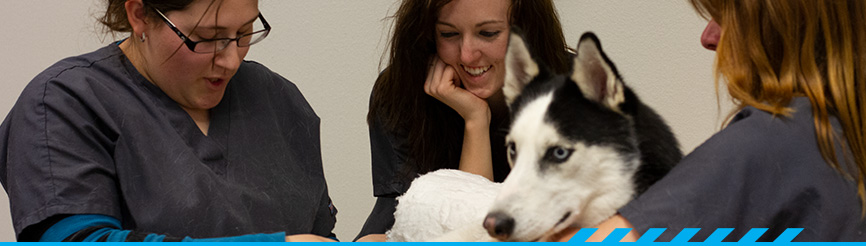 Veterinary Technology students with husky dog